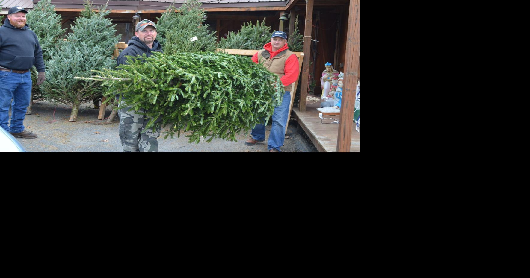 People like tradition of live Christmas tree, convenience and cost of