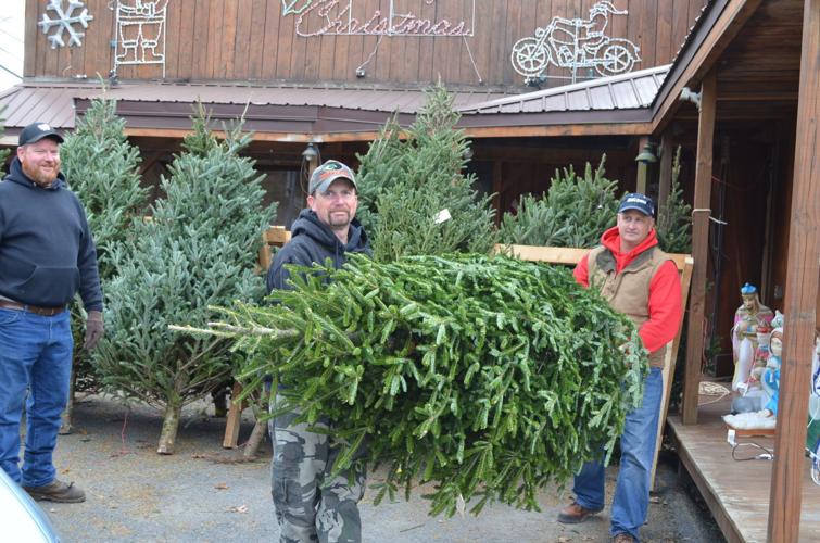 People like tradition of live Christmas tree, convenience and cost of artificial Free News
