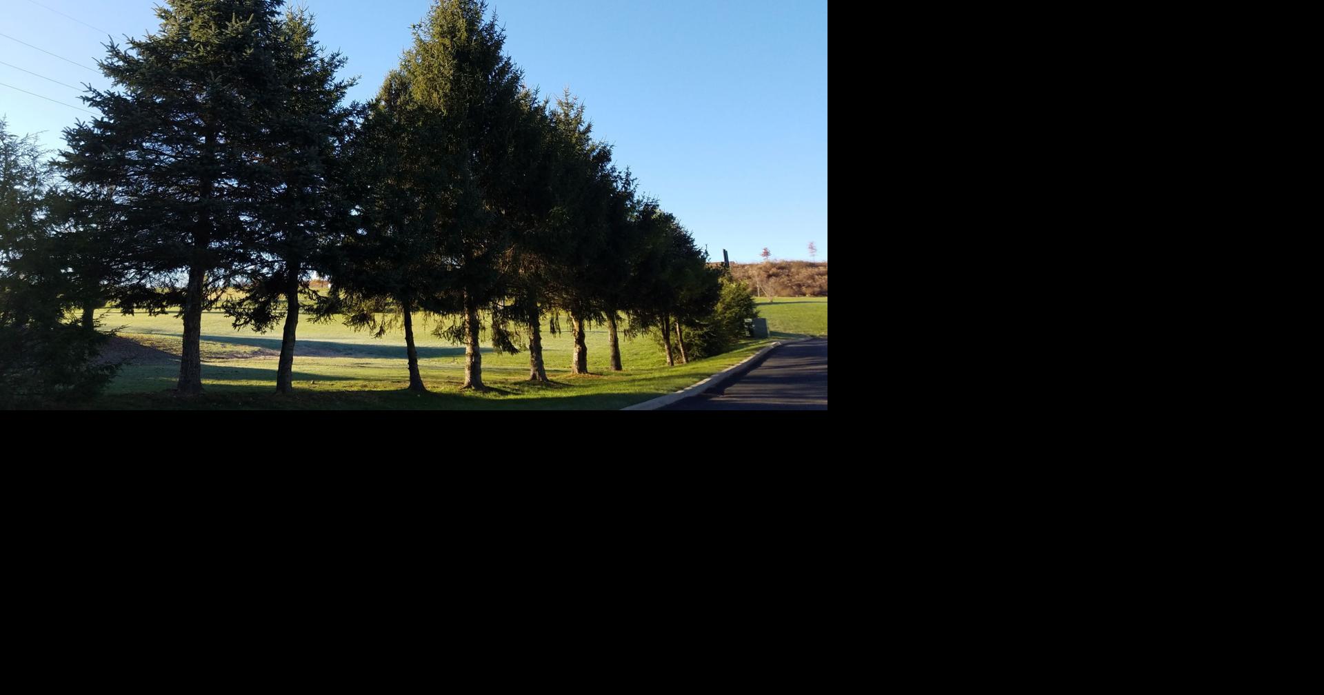 MCPARC, Mt. Zion nursery partner on Christmas tree program Free News