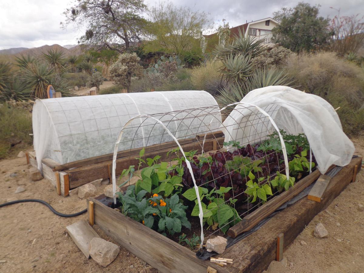 Yardsmart How To Succeed At Vegetable Gardening In Drought