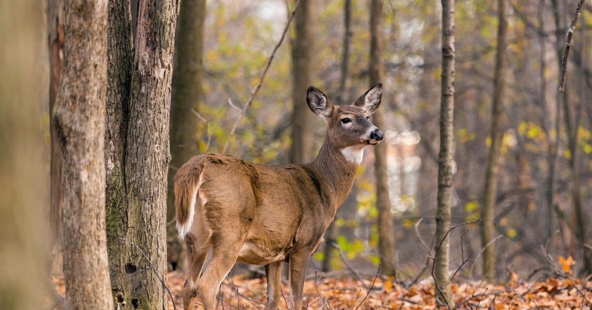 Applications available for limited permit area antlerless deer hunts - Vimarsana News