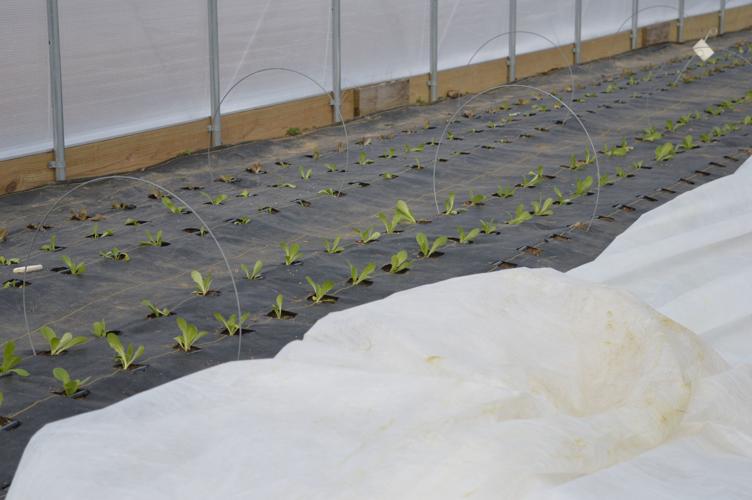 Heirs are vested in their family's farming