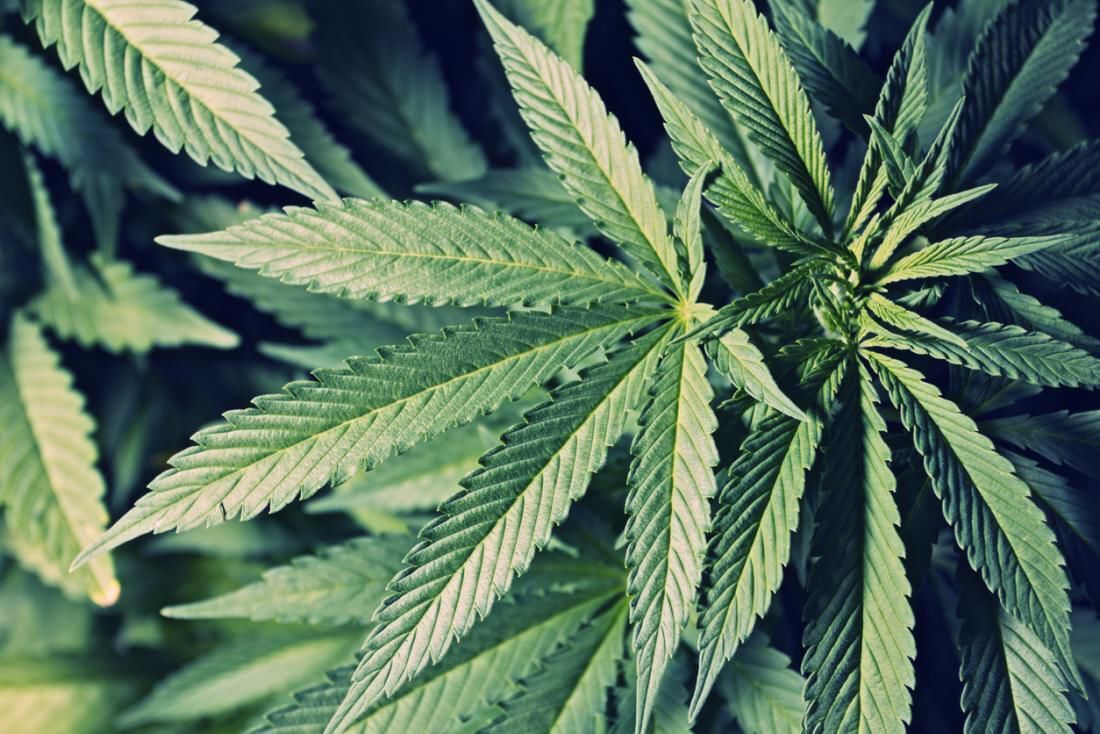 Harvest Care Medical aims to finish medical cannabis facility in  Bridgeport, West Virginia, in coming months | State Journal News |  wvnews.com