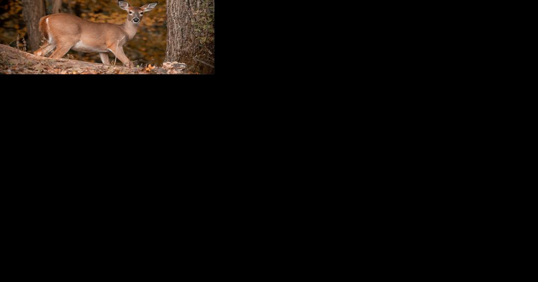 DNR: West Virginia deer rifle season off to a 'great start' - Vimarsana News