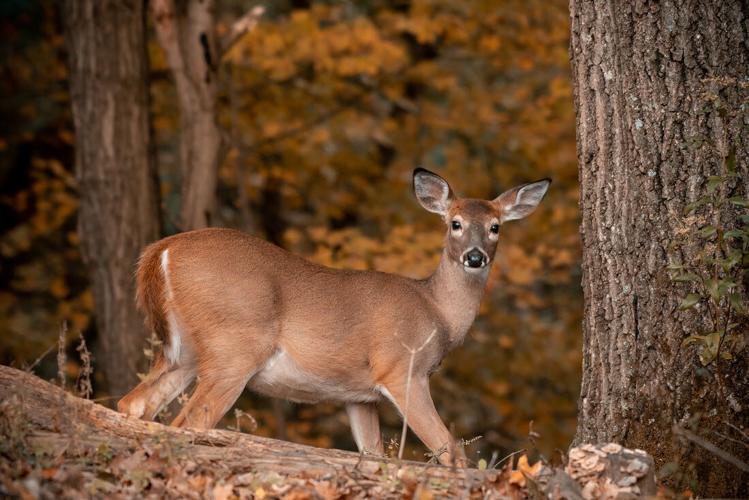DNR West Virginia deer rifle season off to a 'great start