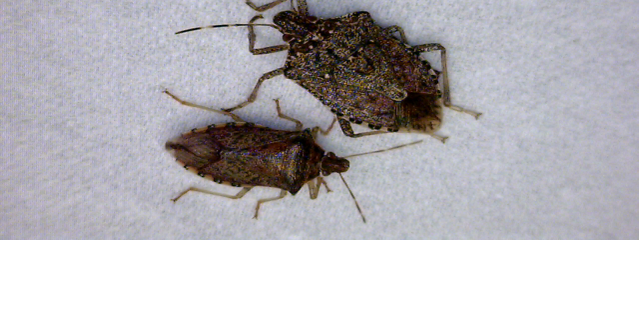 WVU researchers using unique ways to fight stink bug menace | Free News ...
