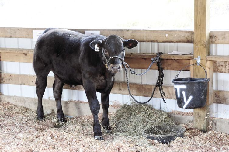 Barbour County Fair Schedule