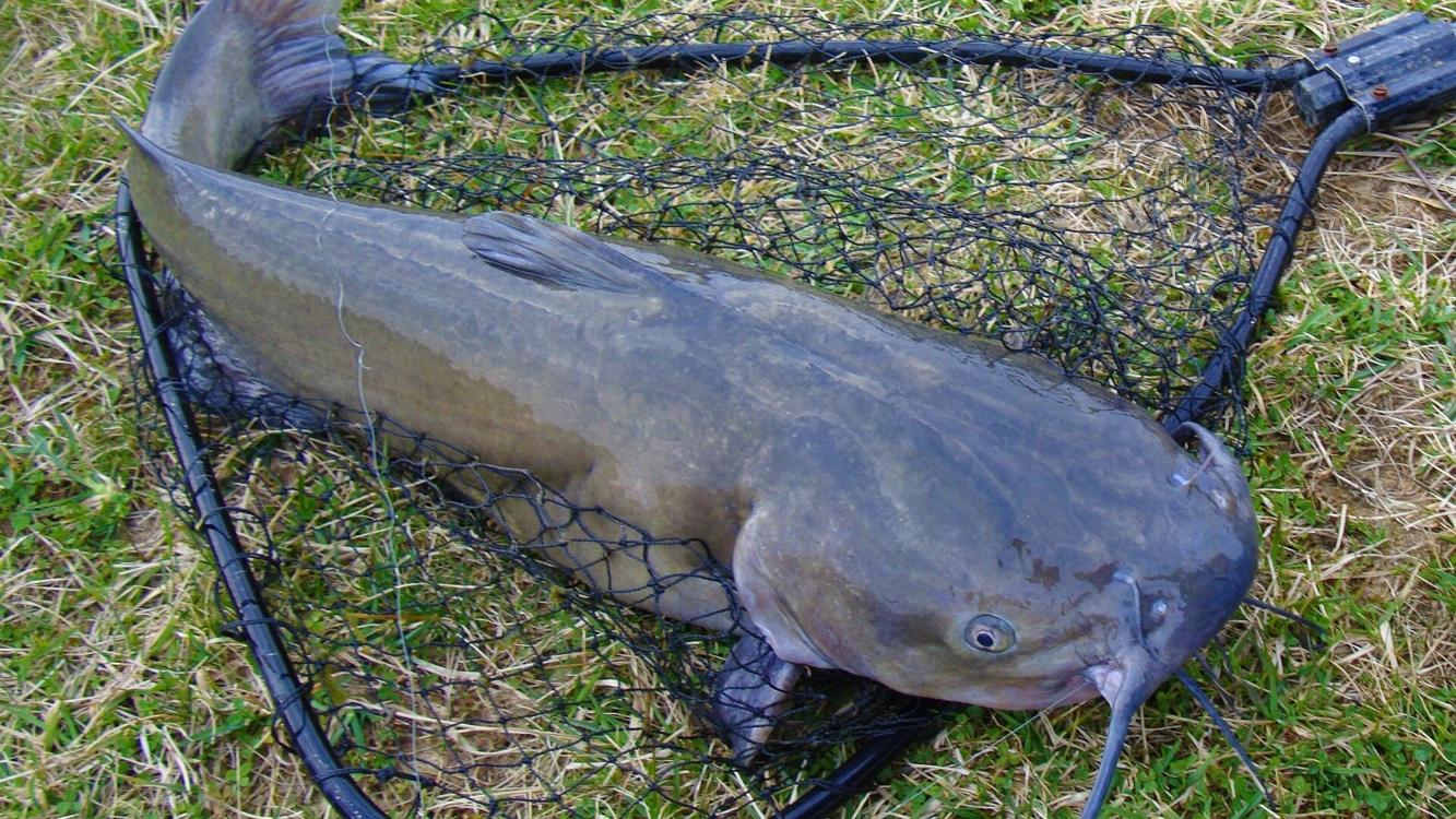 Wvdnr Catfish Stocking