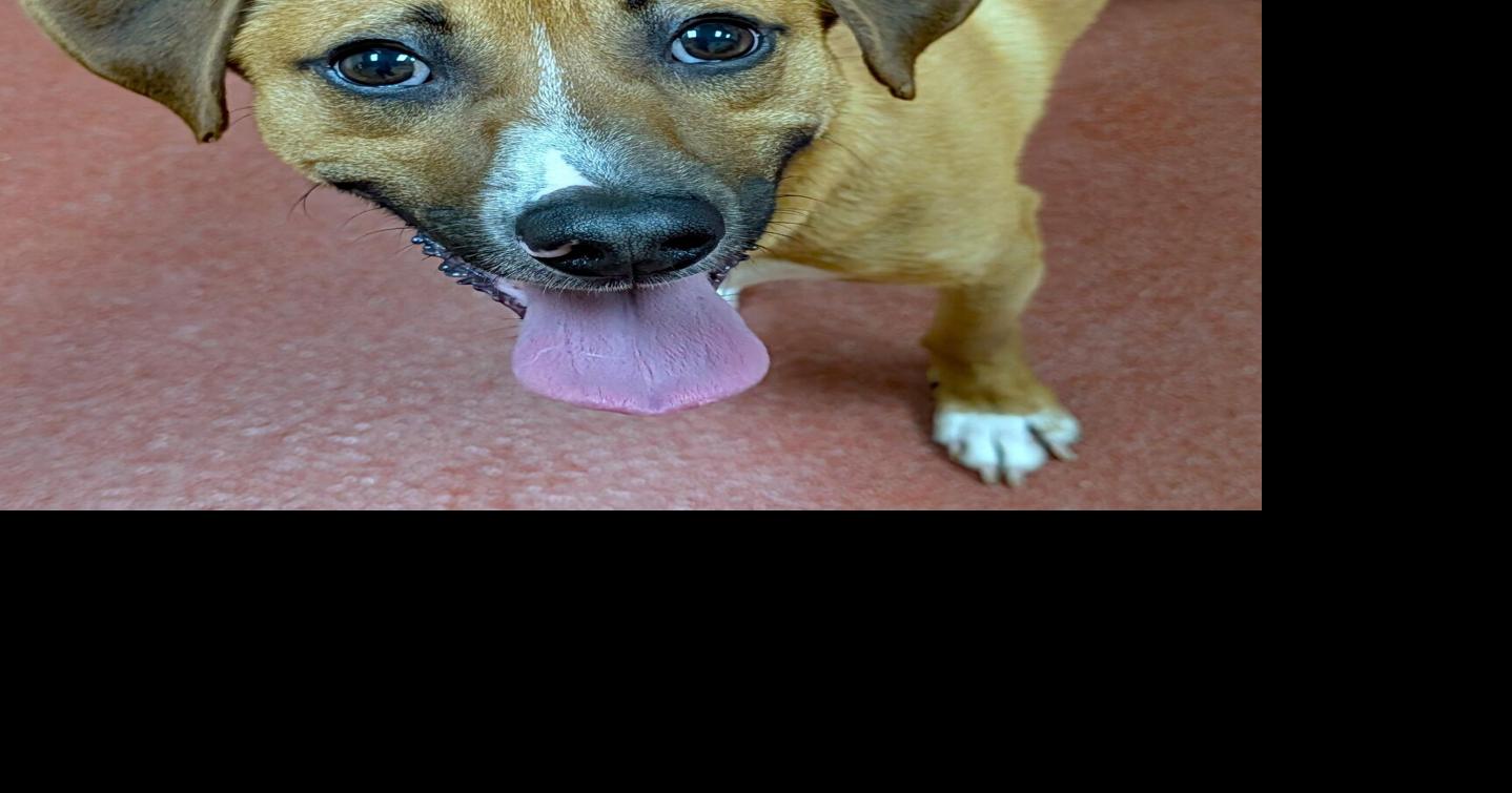 'Adorable Adoptables' available at HART for Animals | Garrett News ...