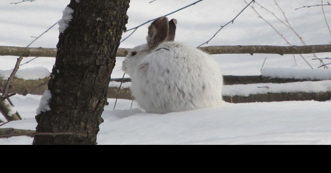 West Virginia DNR Launches FourYear Study on Snowshoe Hare Population