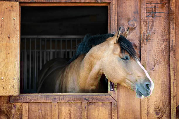 Confirmed Strangles Case Leads to Euthanization of Local Horse