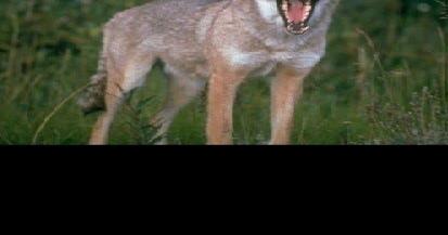 Increase in Coyotes Roaming Winfield Raises Concern Among Residents - Vimarsana News