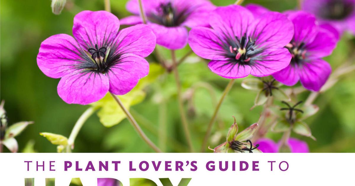Meet the real geraniums | | wvnews.com