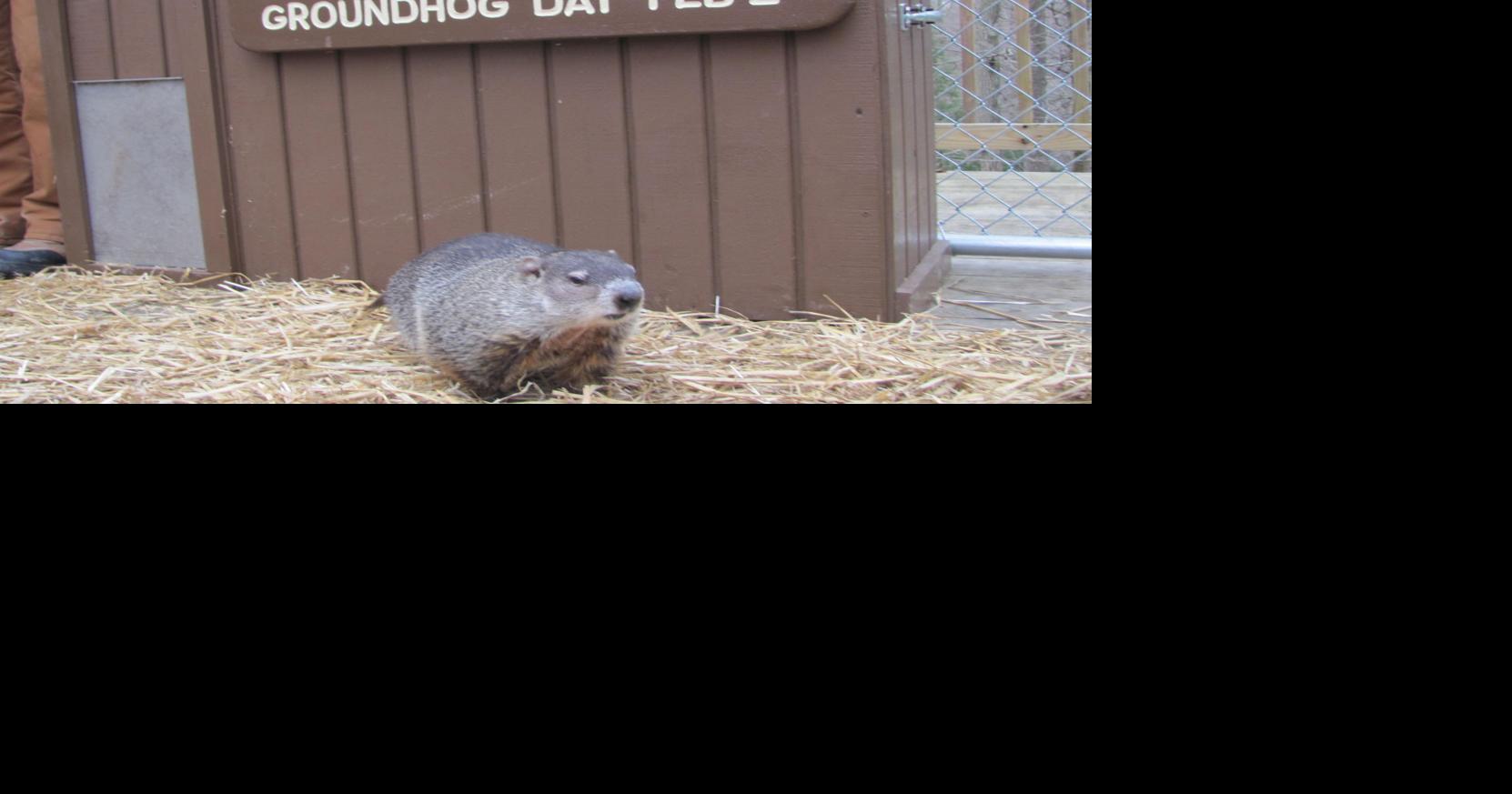 WV's French Creek Freddie to make annual Groundhog's Day prediction