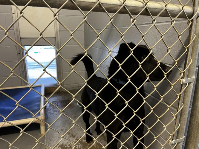 North Central West Virginia animal shelters gain new residents over