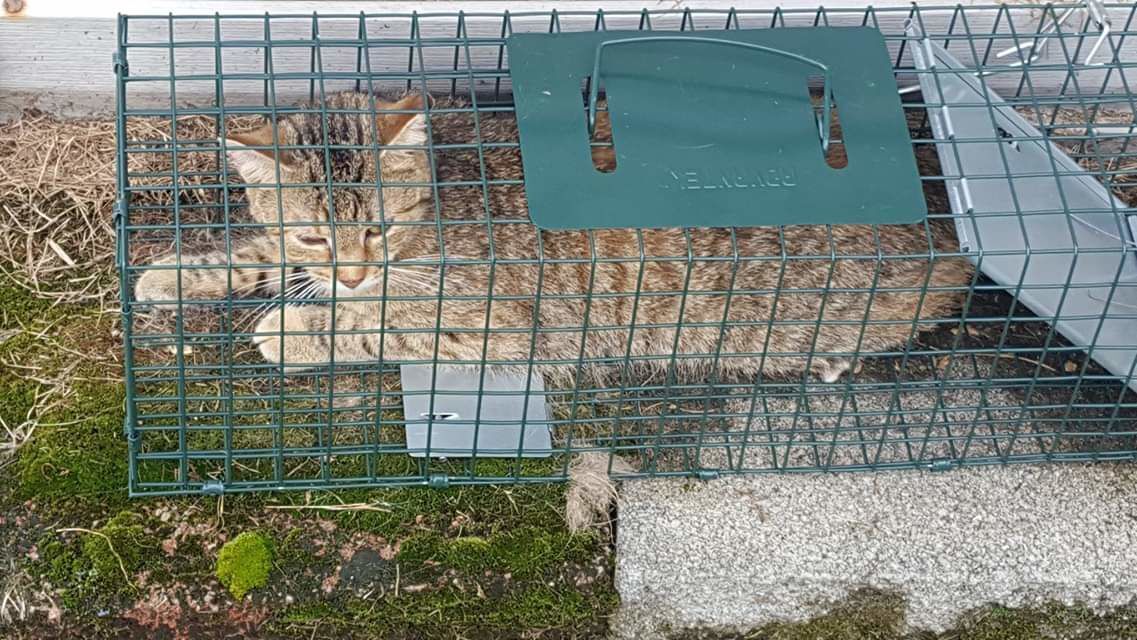 lewis county animal shelter wv