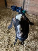 Baby goats born in Lewis County (West Virginia) High School barn