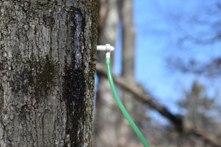 How To Identify a Maple Tree - Vermont Evaporator