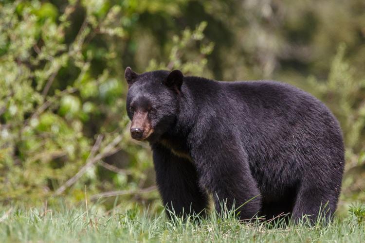 Black bear sighted in Quiet Dell, West Virginia; officials advise on bear encounters Harrison