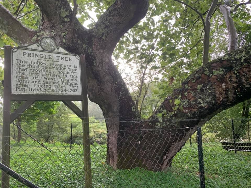 Local tree in Buckhannon (West Virginia) has a long and important