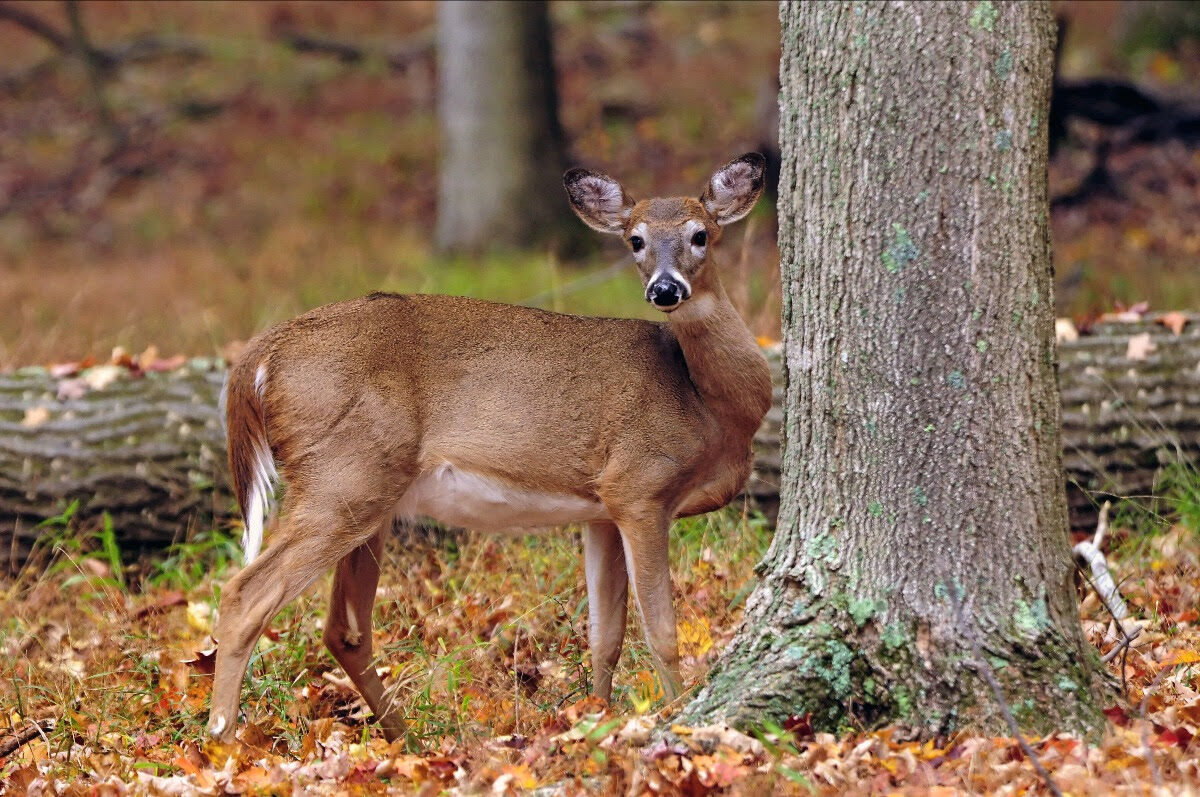 West Virginia DNR Seeks Meat Processors For Hunters Helping The Hungry ...