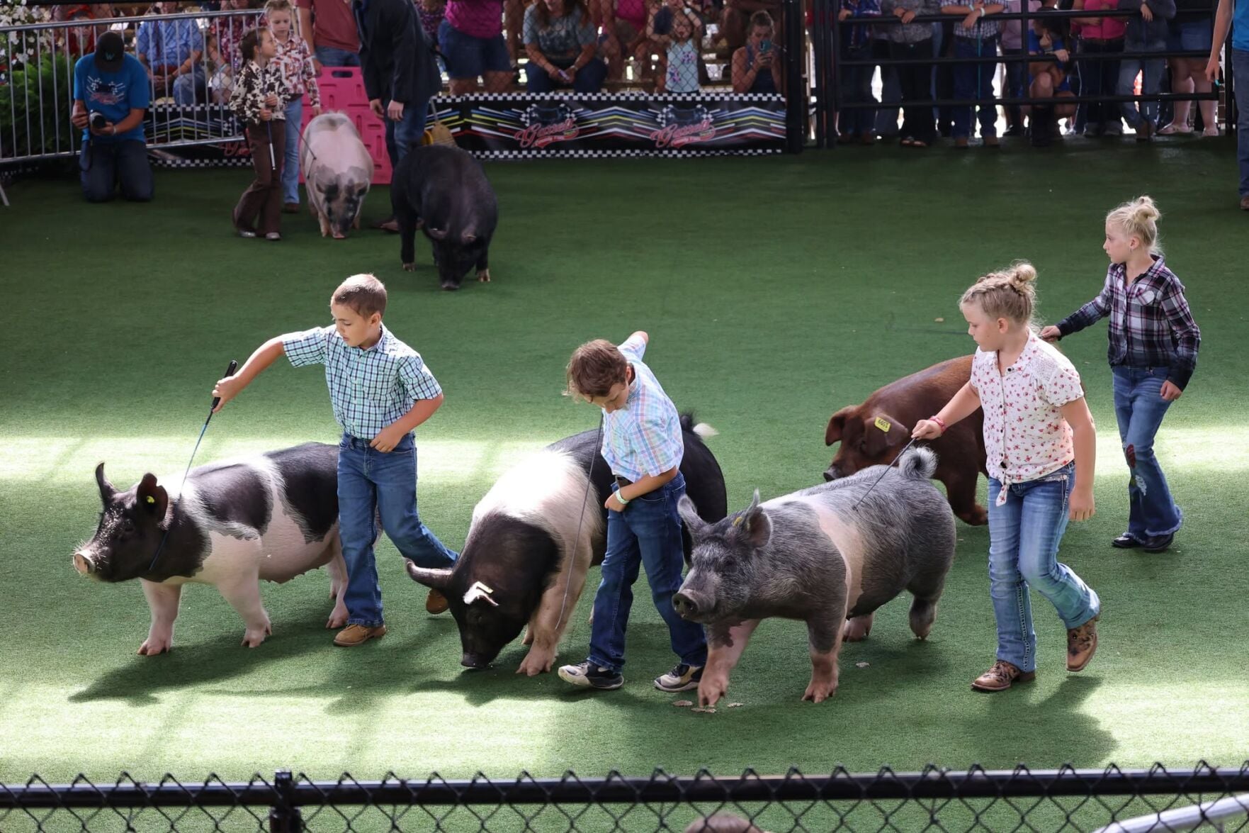 Keeping the pigs in line | Garrett News | wvnews.com