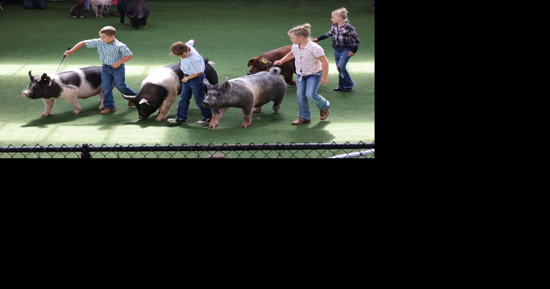 Keeping the pigs in line