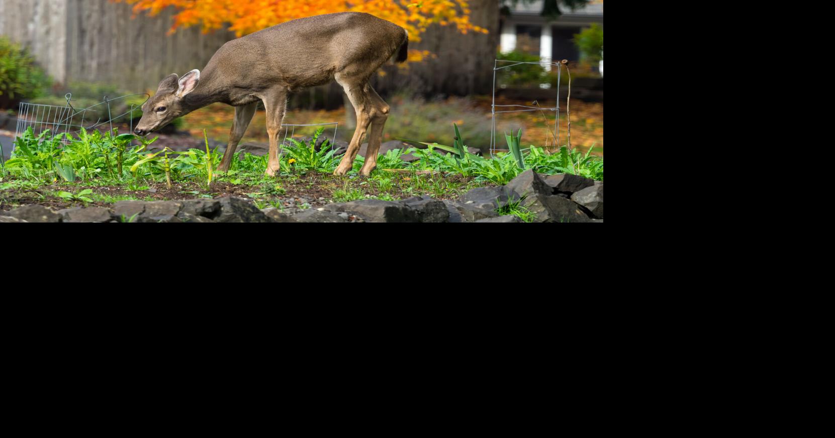 West Virginia Gardeners: Tips to Stop Deer, Rabbits and Pests | DIY WV ...