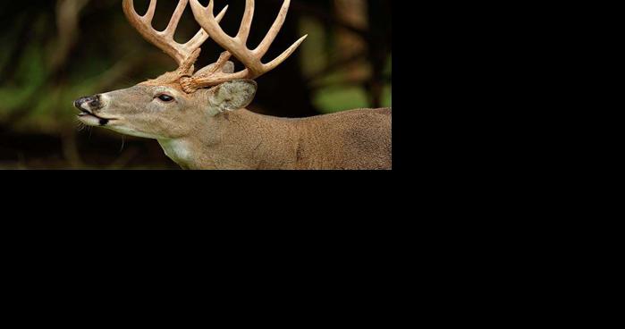 West Virginia's 96 Wildlife Management Areas are public-land hunting oases - Vimarsana News