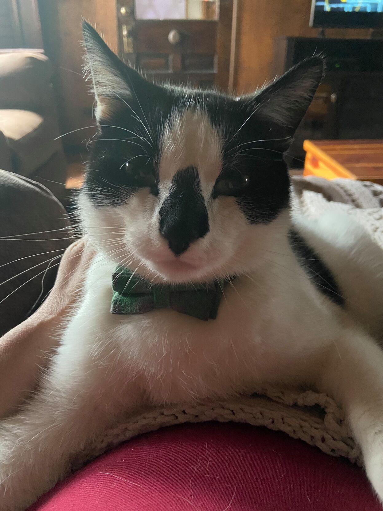 cost of hyperthyroid treatment for cats
