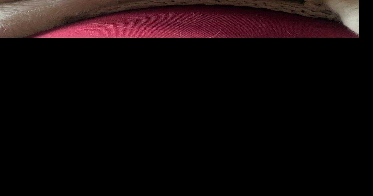 Points for Pets Cost among factors in treatment of hyperthyroid condition in cats Weston