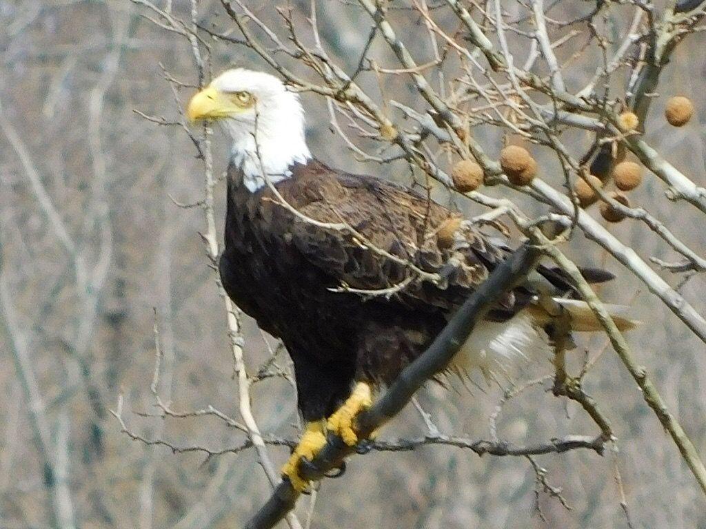 Witness Majestic Bald Eagles Nesting in West Virginia Through Live Cam