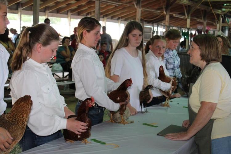Gallia County Junior Fair Schedule Gallipolis News