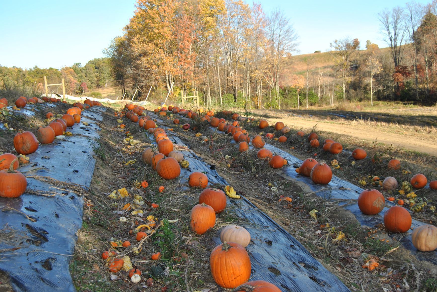 pumpkin patch near clarksburg wv