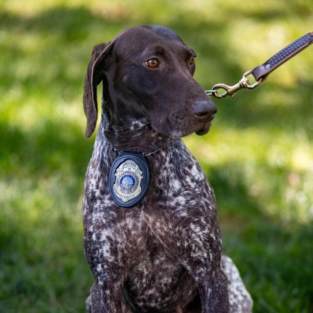 West Virginia's K9 Officer Maze Dies in Training Accident A Tragic