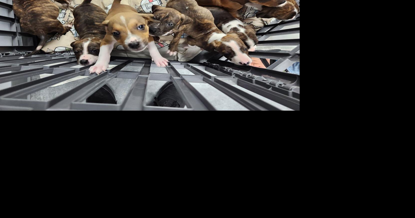 Marion Co., West Virginia, Humane Society moves animals into new