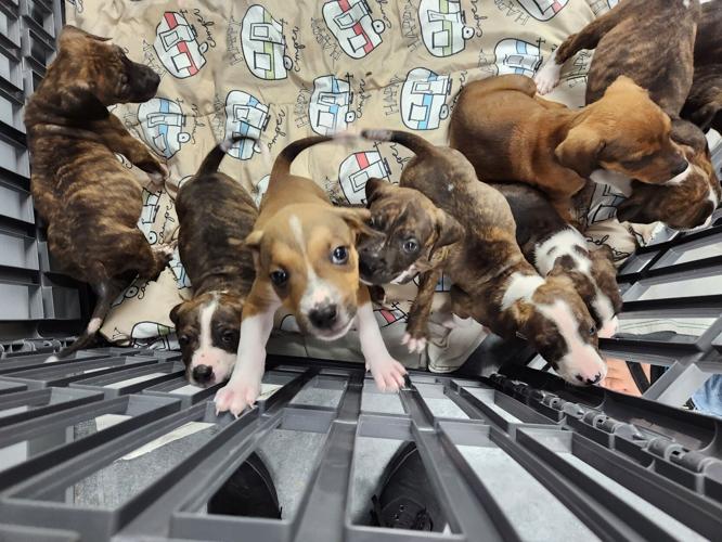 Marion Co., West Virginia, Humane Society moves animals into new