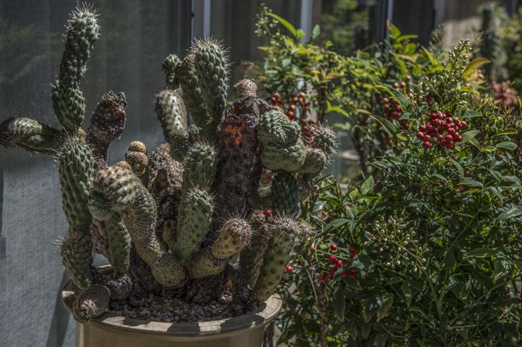 Plucked from the gutter, cactus proves why you might want its kind in ...