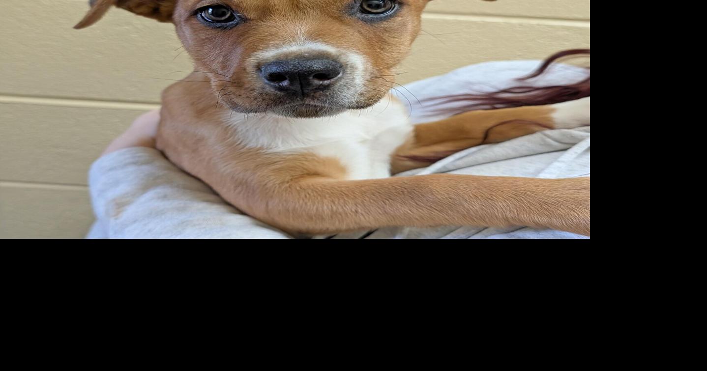 'Adorable Adoptables' available at HART for Animals | Garrett News ...