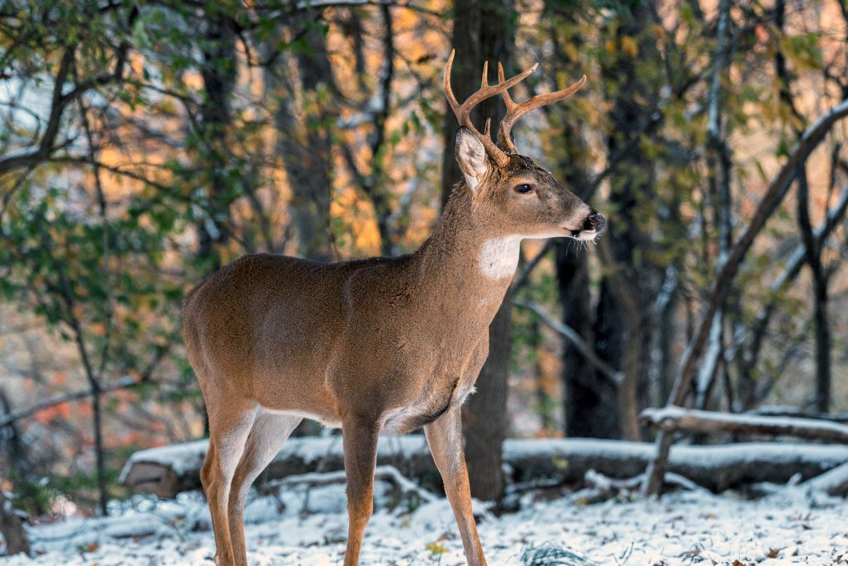 West Virginia s Muzzleloader Deer Season Opens Dec 14 News Wvnews West Virginia s Muzzleloader Deer Season Opens Dec 14 News Wvnews
