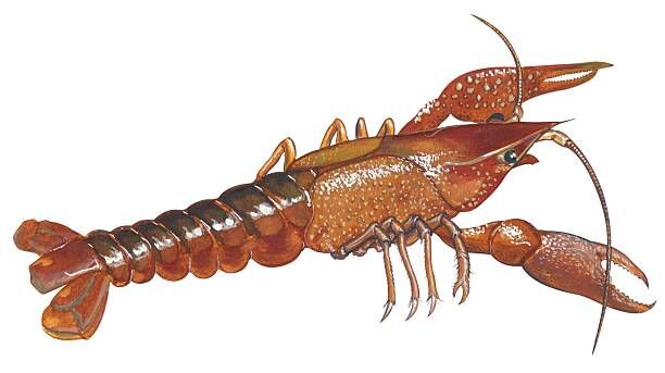 Researchers learn new tricks to save endangered crayfish, News for Mineral  County, WV, Frankfort, Keyser, WV