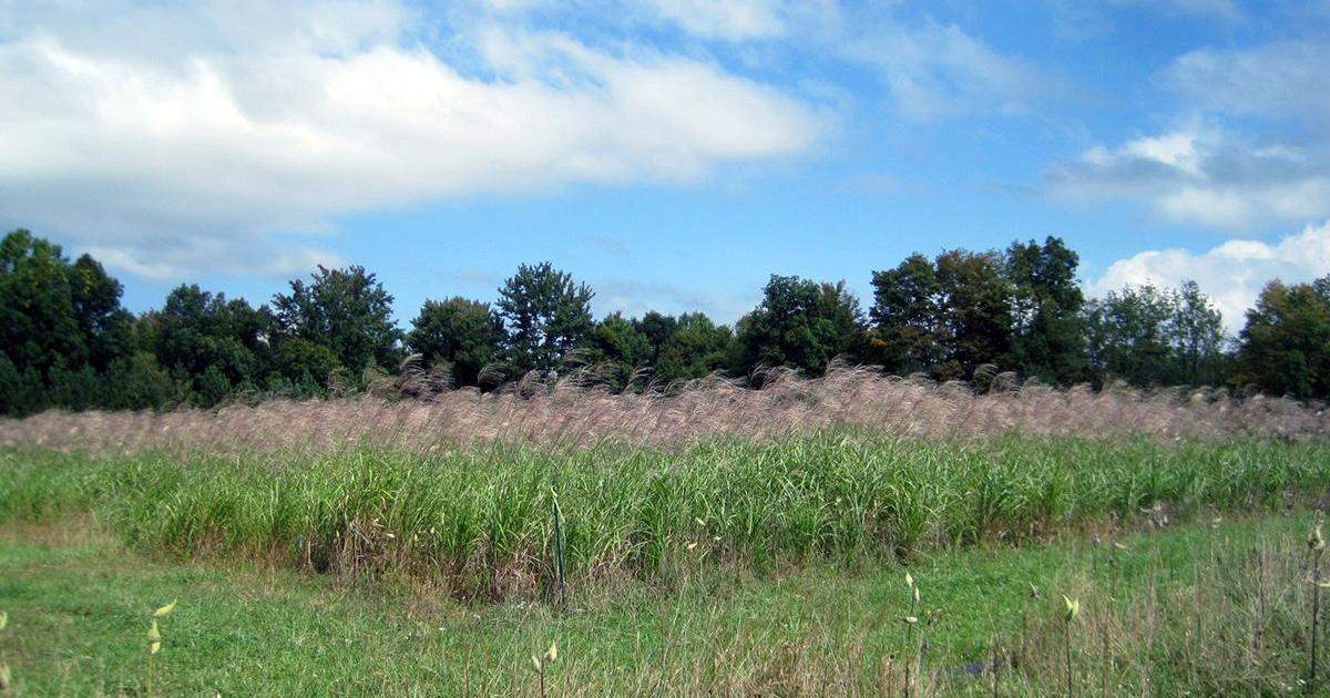 WVU studying use of grasses on old mine lands - WV News