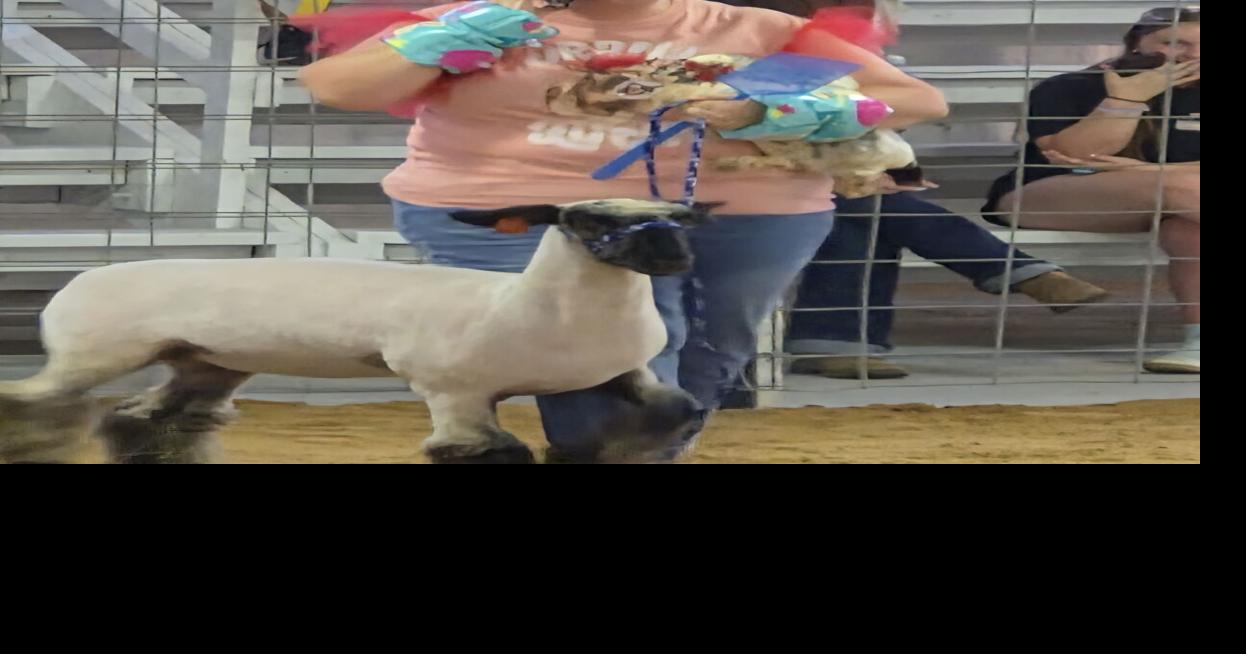 Adult Lamb Jam draws 27 exhibitors to Jackson County Junior Fair