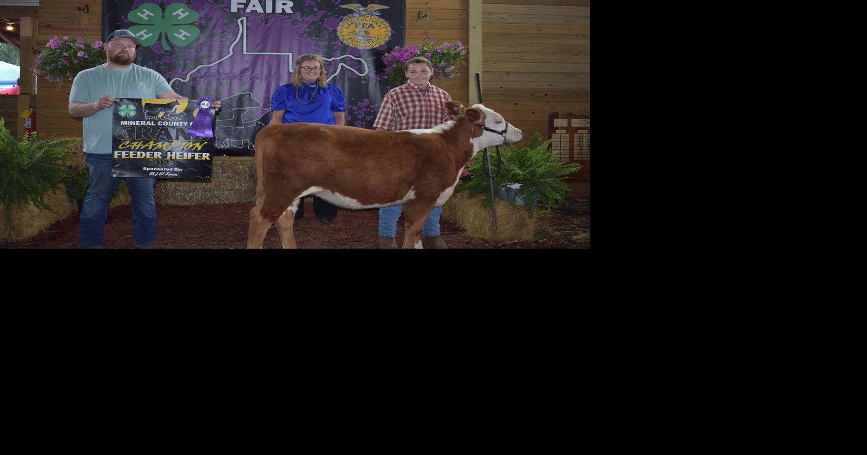 Feeder Heifer GC.jpg