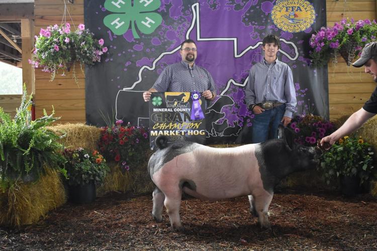 Top Hogs at the Mineral County Fair | Mineral County WV News and ...
