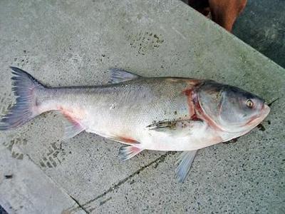 Silver Carp  Mexican Fish.com