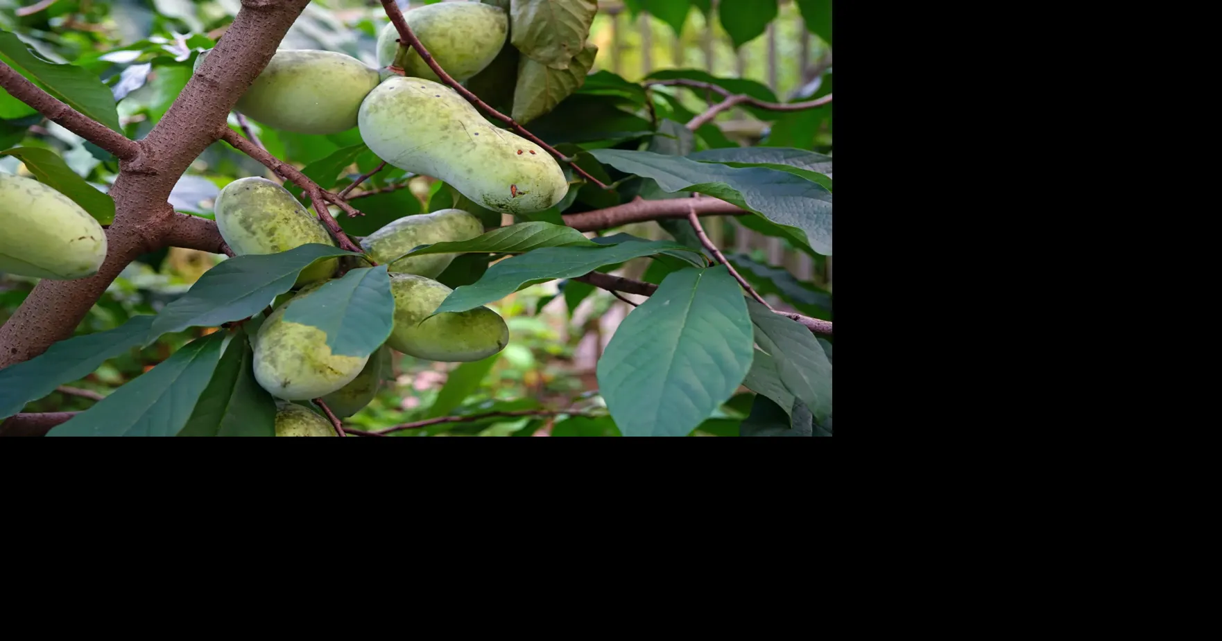 Roots of investment: A guide to growing fruit trees in Appalachia ...