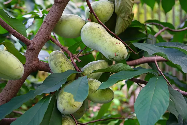 Roots of investment: A guide to growing fruit trees in Appalachia ...