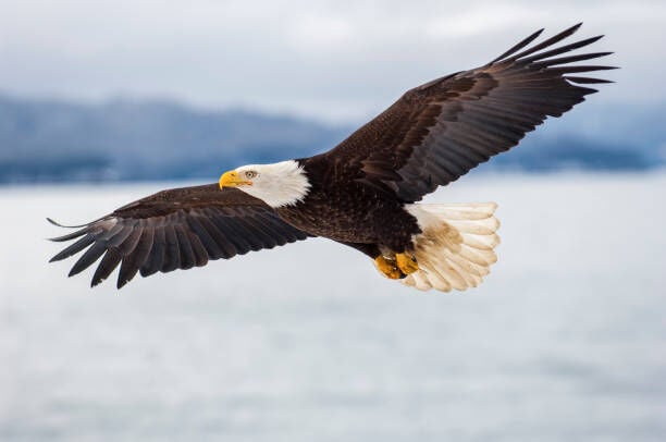 Shepherdstown's NCTC Doubles Eagle Nest Viewing in 2025