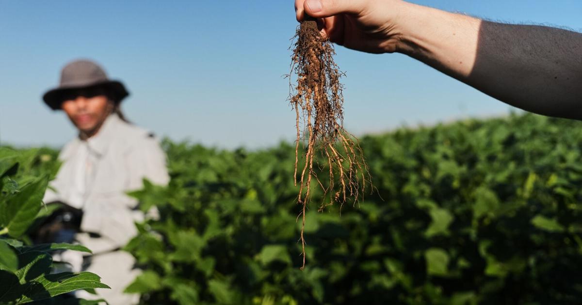 Root Exponents Climate Roots Carbon Capture | US and World News | wvnews.com